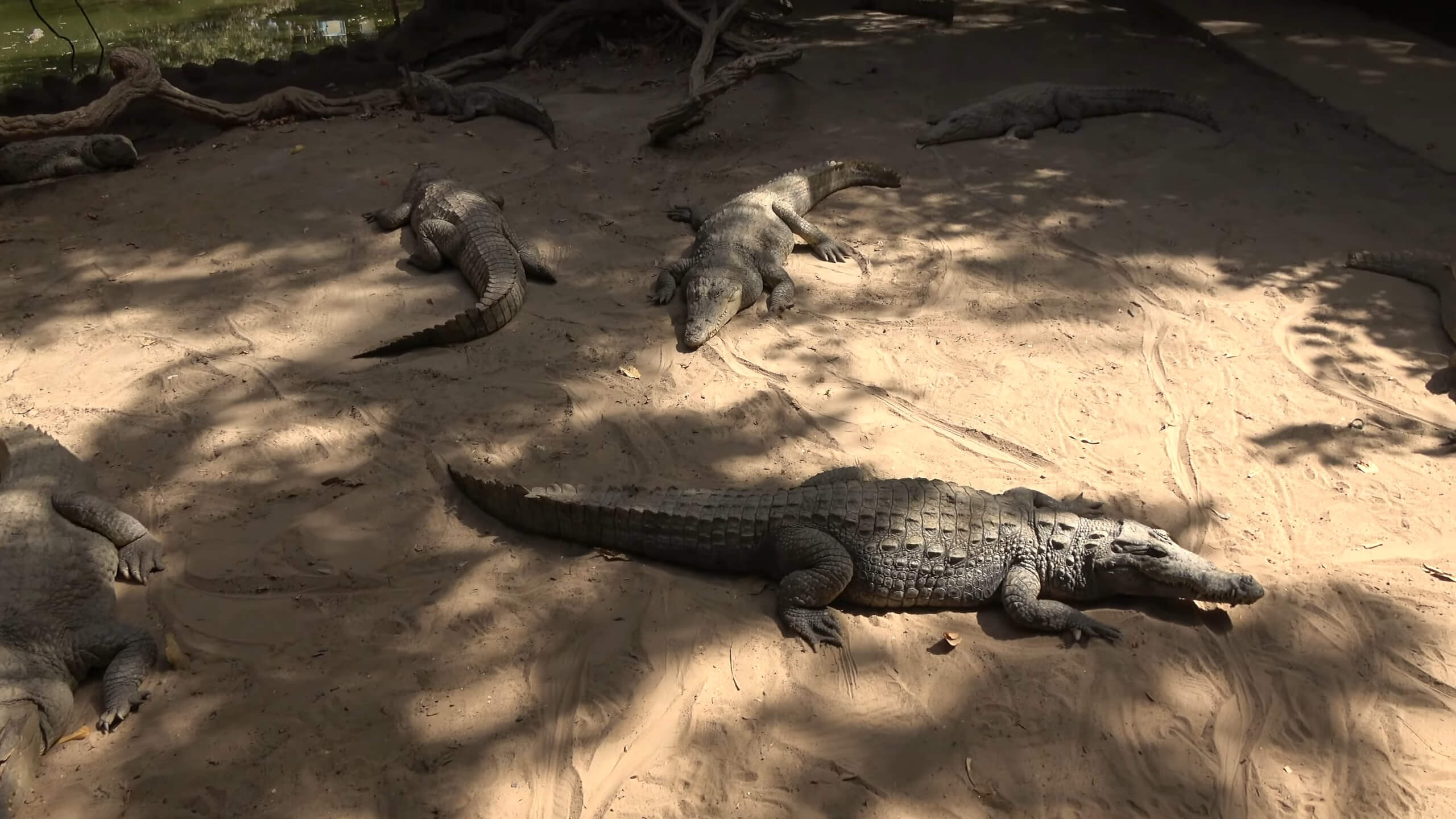 Kachikally Crocodile Pool - Gambia